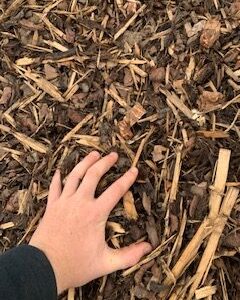 Ornamental Decorative Bark